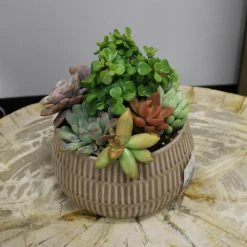 World Market Live Succulent Plant Arrangement in Ribbed Ceramic Pot 7 World Market Live Succulent Plant Arrangement in Ribbed Ceramic Pot -Decor & Pillows Sales Store unnamed file 2974