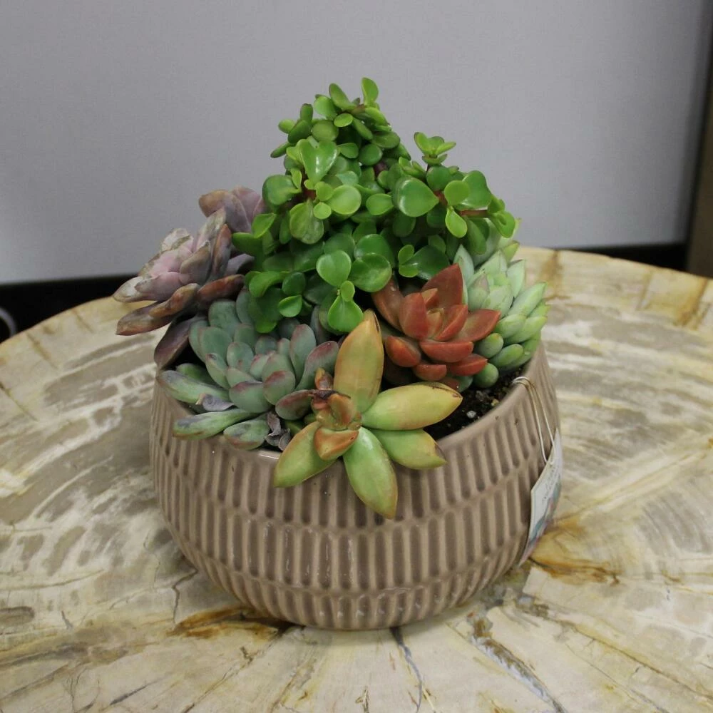 World Market Live Succulent Plant Arrangement in Ribbed Ceramic Pot 4 World Market Live Succulent Plant Arrangement in Ribbed Ceramic Pot - Image 4